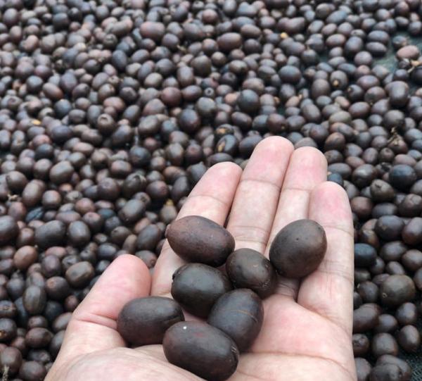 SPECIAL COFFEE Image