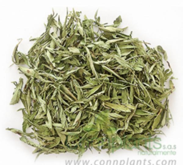 Stevia Image