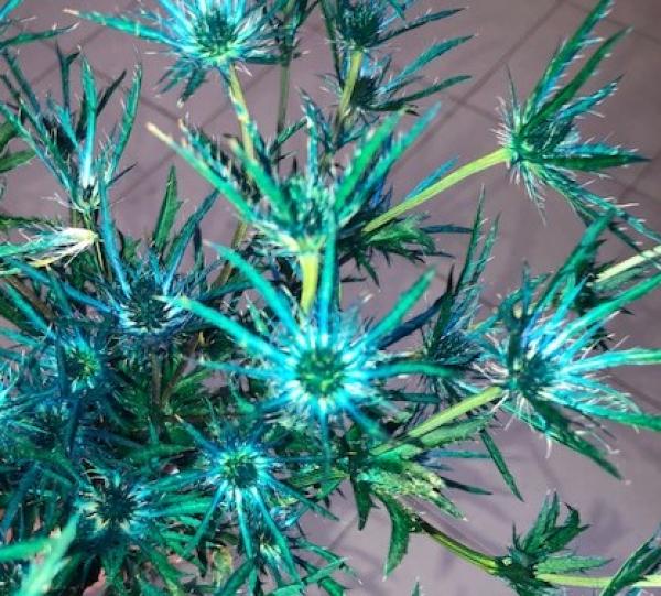 Different varieties of preserved flowers and foliage - Wide range of colors Image