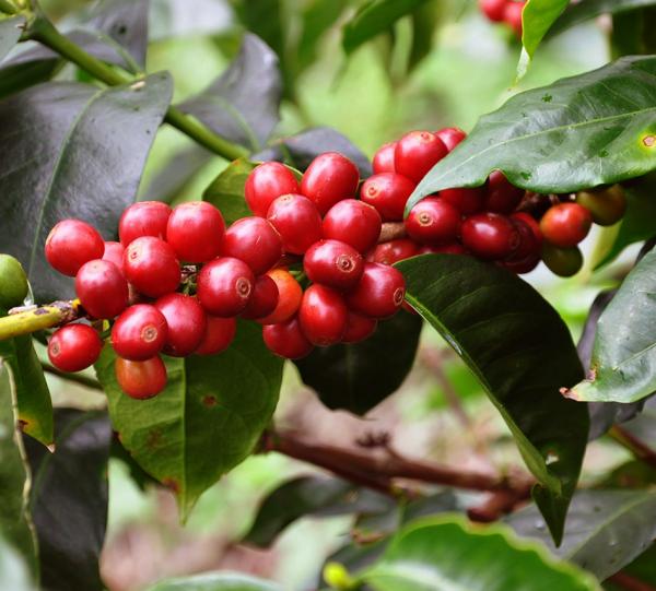 Specialty coffee Single Origin Huila, Geisha variety 86+ Image