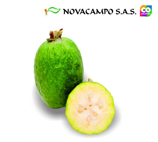 Feijoa Image