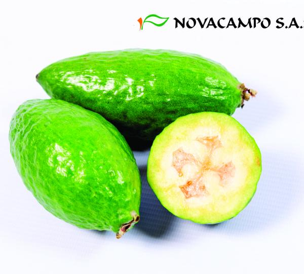 Feijoa Image