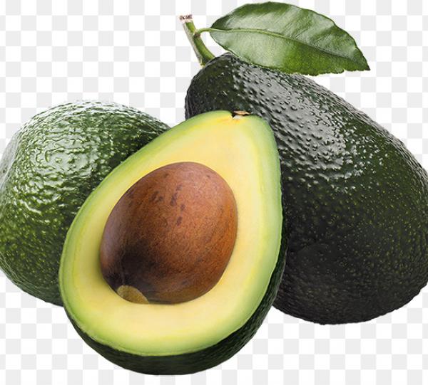 HASS AVOCADO - Persea americana Image