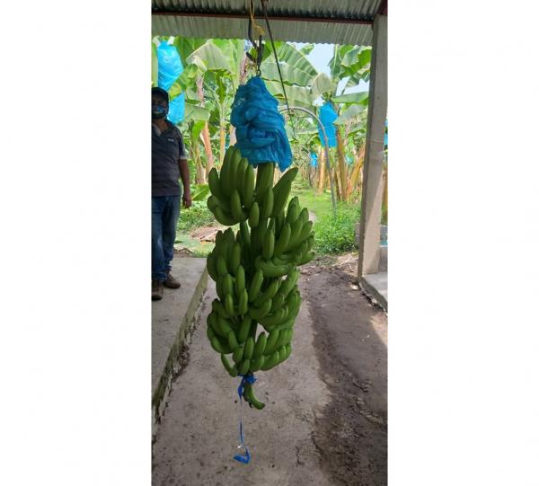 Conventional Fair Trade Banana Image