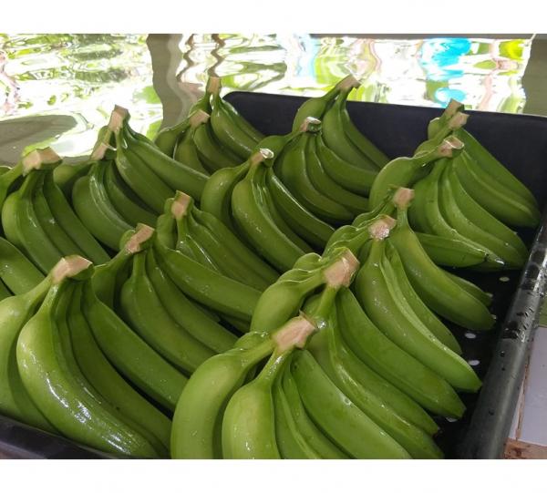 Conventional Fair Trade Banana Image