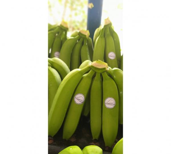 Conventional Fair Trade Banana Image
