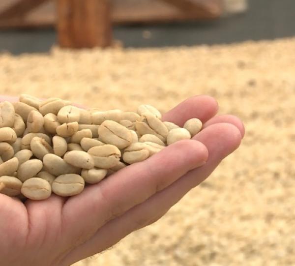 Green Coffee Beans Image