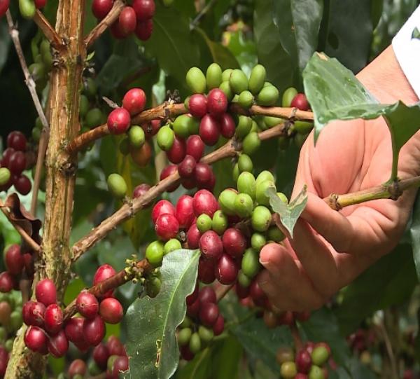 Green Coffee Beans Image