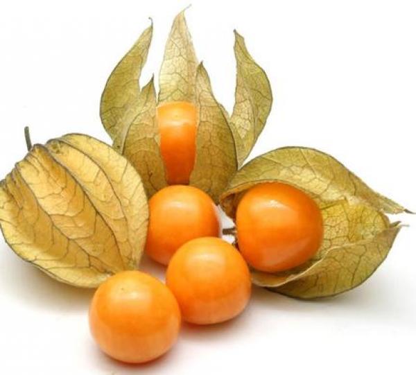 Physalis - Physalis peruviana Image
