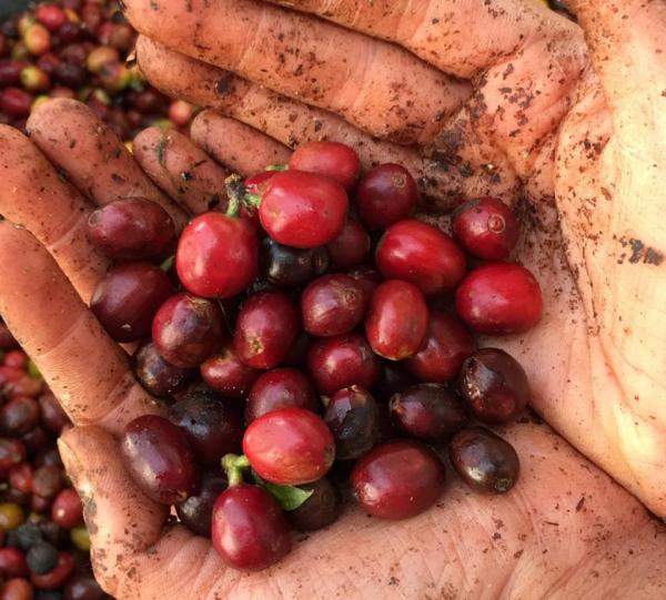 Traditional roasted specialty coffee beans or ground x 500 gr Image