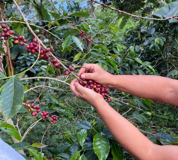 Traditional roasted specialty coffee beans or ground x 500 gr Image