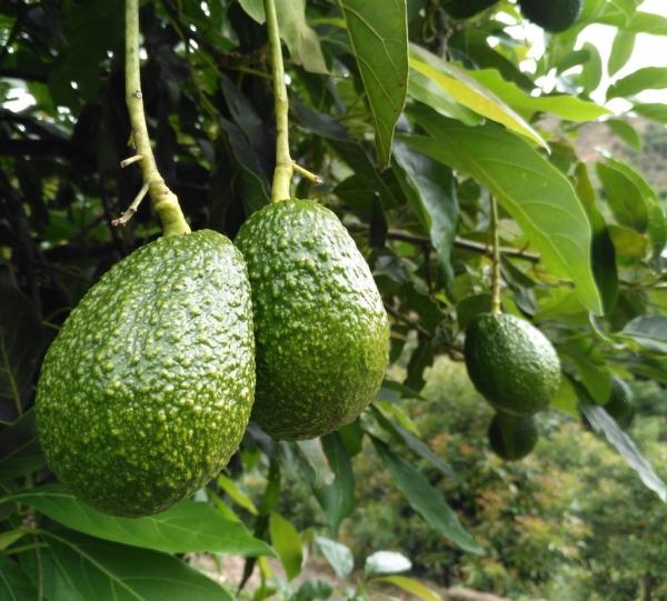 Hass Avocado - Persea Americana (Mill) Image