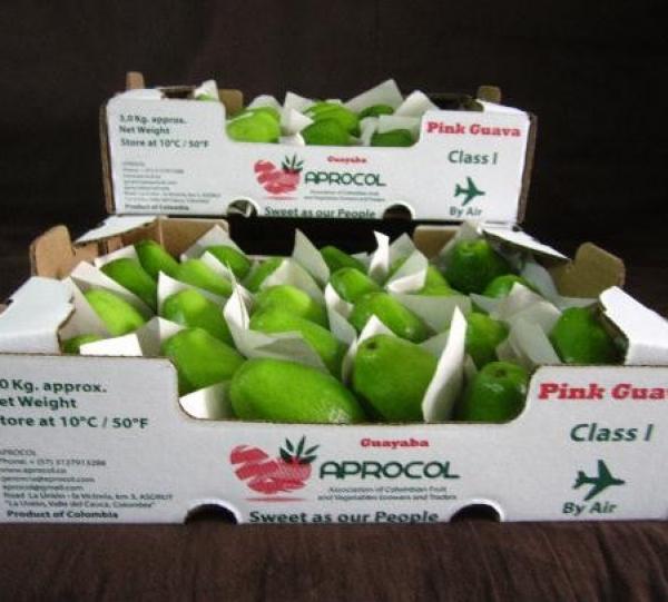 guava-3.jpg
