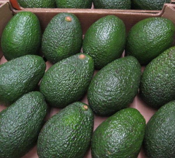 AVOCADO HASS Image