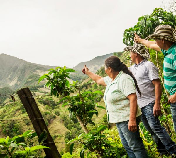 Don Diaz Green specialty Colombian coffee beans Image