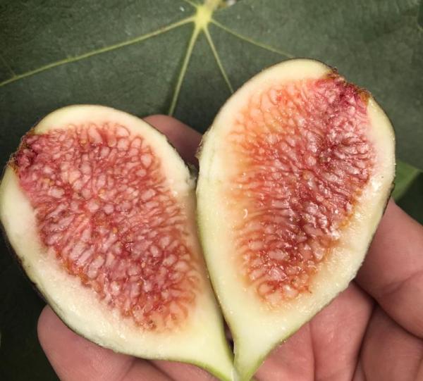 Brown Turkey Fig Image