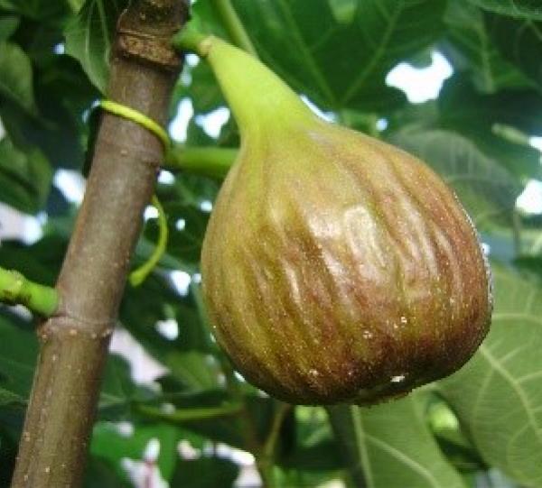 Brown Turkey Fig Image