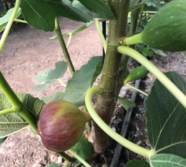 Black Mission Fig Image