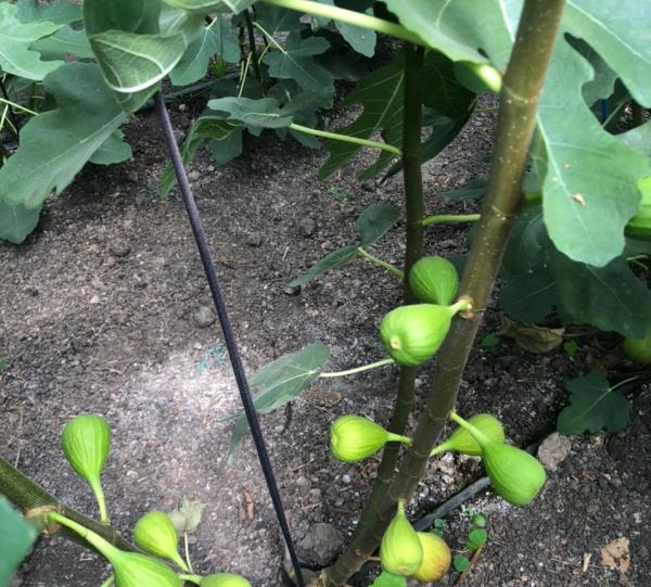 Brown Turkey Fig Image