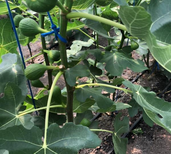 Brown Turkey Fig Image