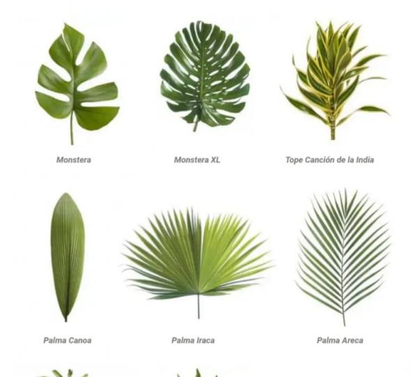 Ornamental tropical foliage Image