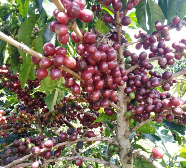 Conventional and Specialty Green Coffee Image