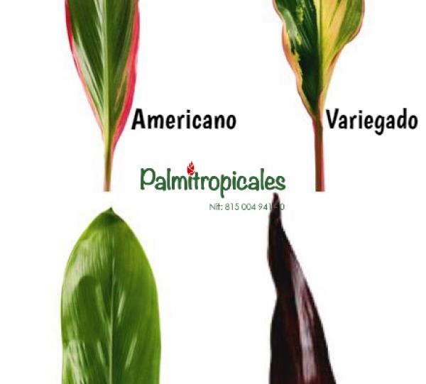 Ornamental tropical foliage Image