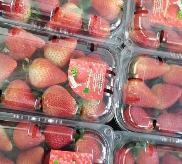 Fresh and Frozen Strawberry Image