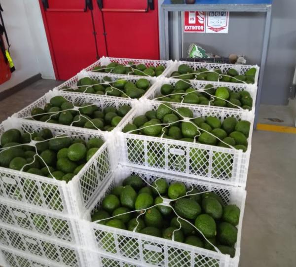AGUACATE HASS Image