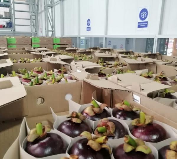 Mangosteen - Garnicia mangostana Image