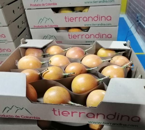 Granadile/ Sweet Passion Fruit - Passiflora ligularis Image