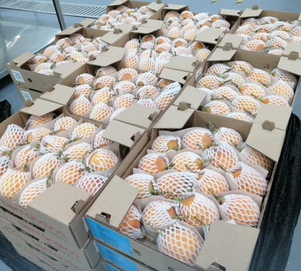 Granadile/ Sweet Passion Fruit - Passiflora ligularis Image