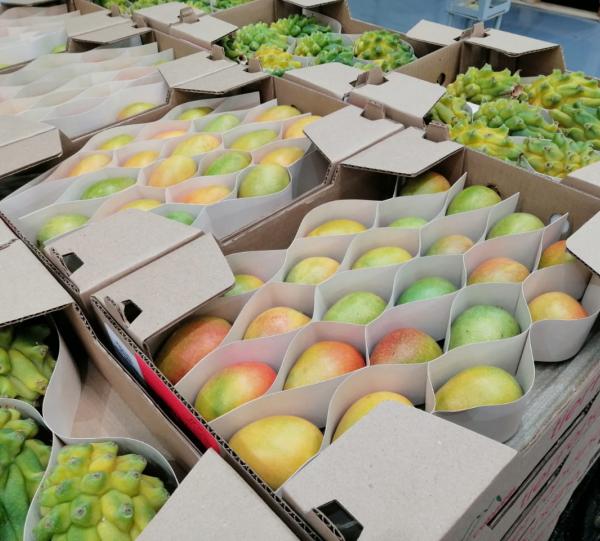 Baby Mango - Mangifera indica Image