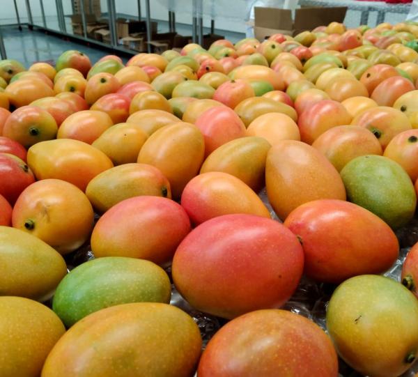 Baby Mango - Mangifera indica Image