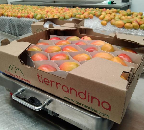 Baby Mango - Mangifera indica Image