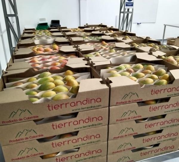 Baby Mango - Mangifera indica Image