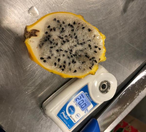 Yellow Dragon Fruit - Selenicereus megalanthus Image