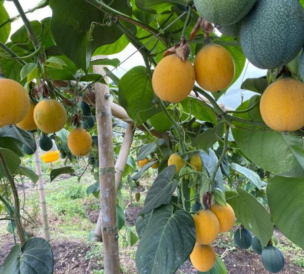 Granadile/ Sweet Passion Fruit - Passiflora ligularis Image
