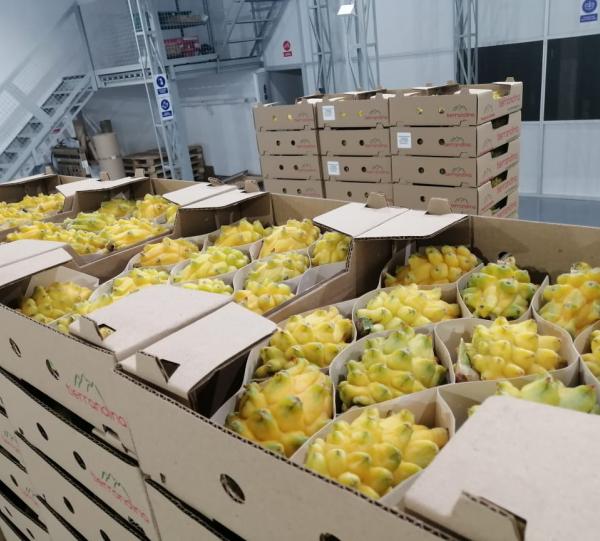 Yellow Dragon Fruit - Selenicereus megalanthus Image