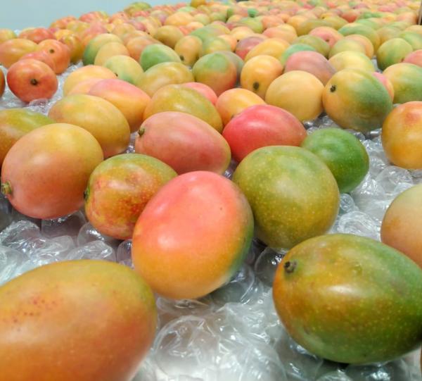 Bebe mango outlet