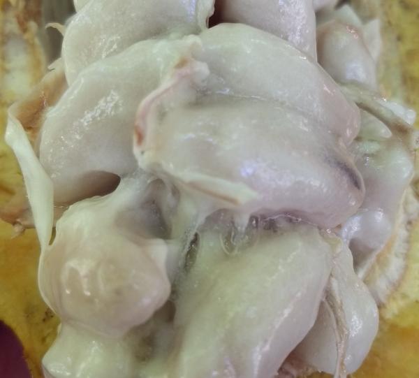 Cacao beans Origin Finca Santamaria Image