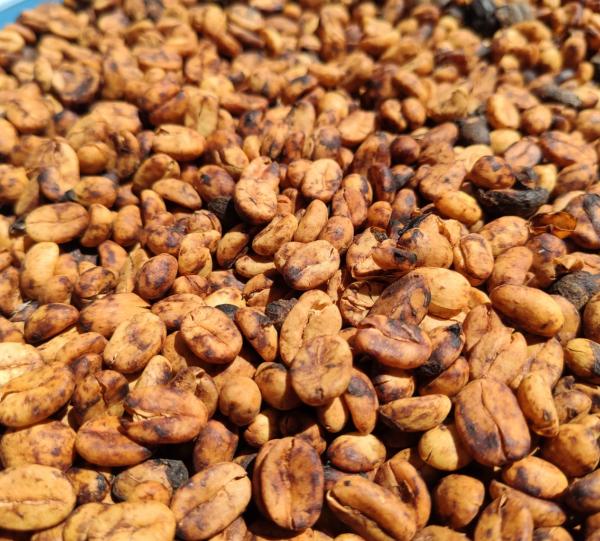 Specialty green coffe Image