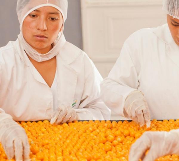 Goldenberry / Physalis Image