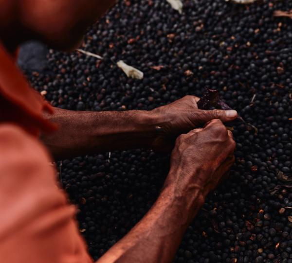 Excelso Colombia Image