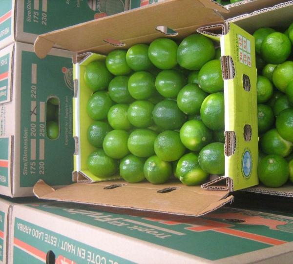 perdian limes- tahiti limes Image