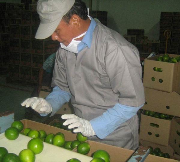 perdian limes- tahiti limes Image