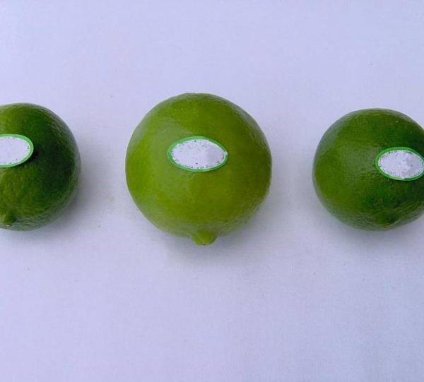 perdian limes- tahiti limes Image