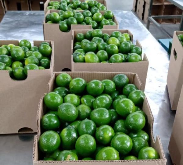 Lime Thahiti / Arabic Lime Image