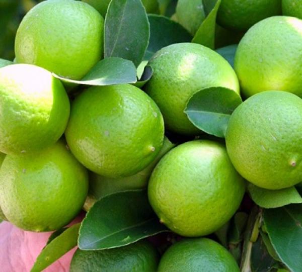 LEMON TAHITI FOR EXPORT Image