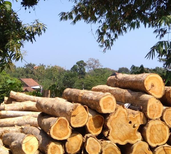 Products: - Round teak wood with bark, dimensioned in cm of circumference diameter (Rough wood) Image